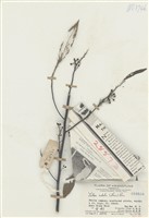 藏品(山倉樹、山胡椒)的圖片